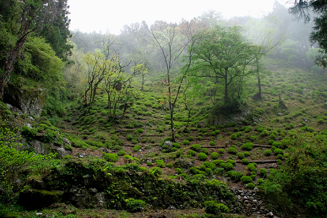 りぐり山茶 茶園