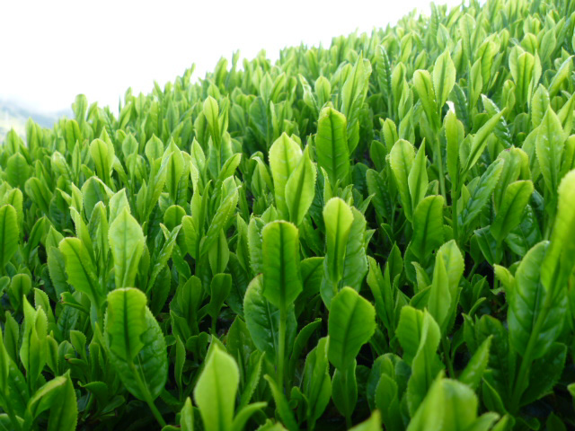 母の日 新茶