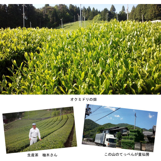 宇治 童仙房 おくみどり 産地